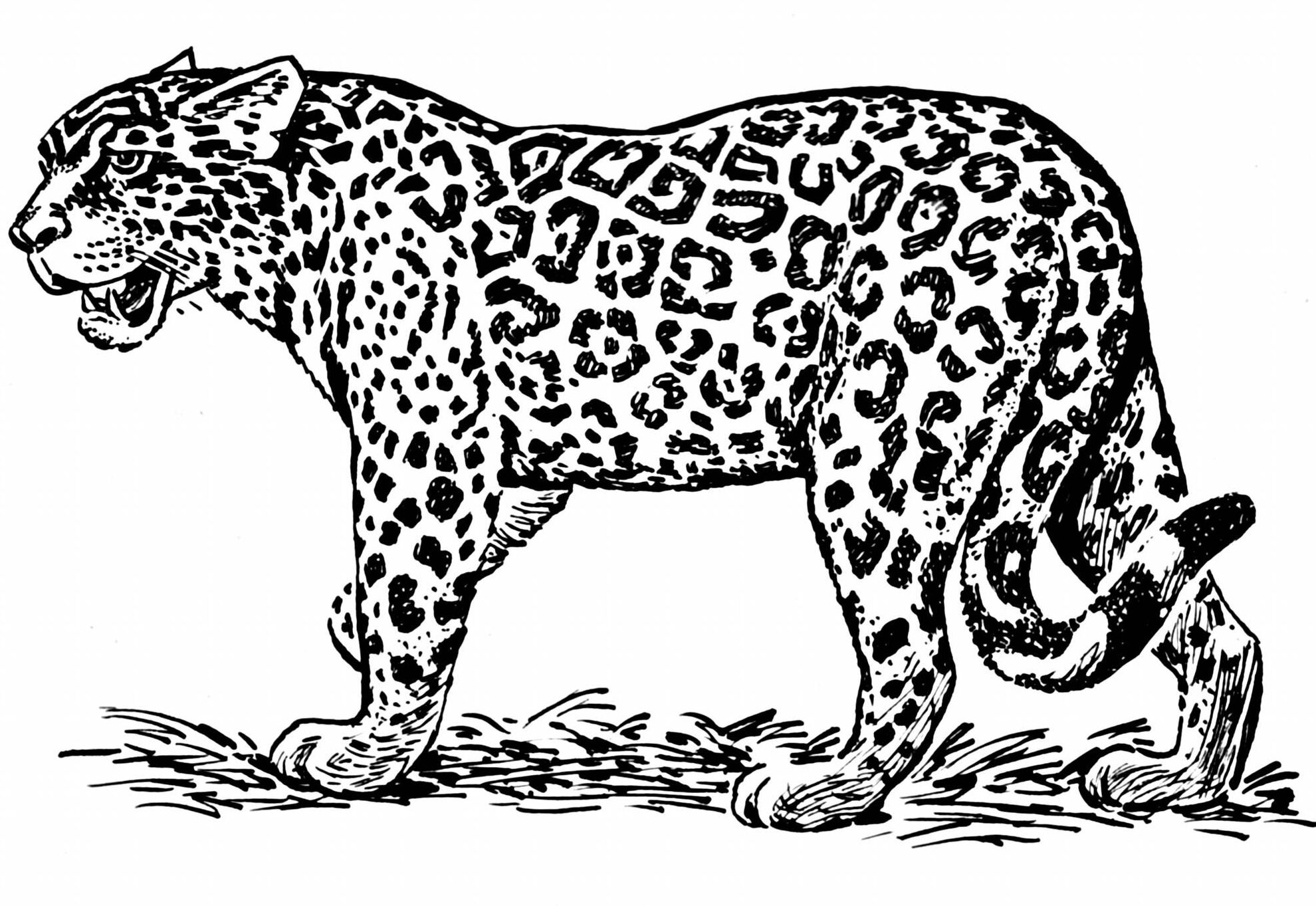 Dibujos de Jaguar para imprimir y colorear