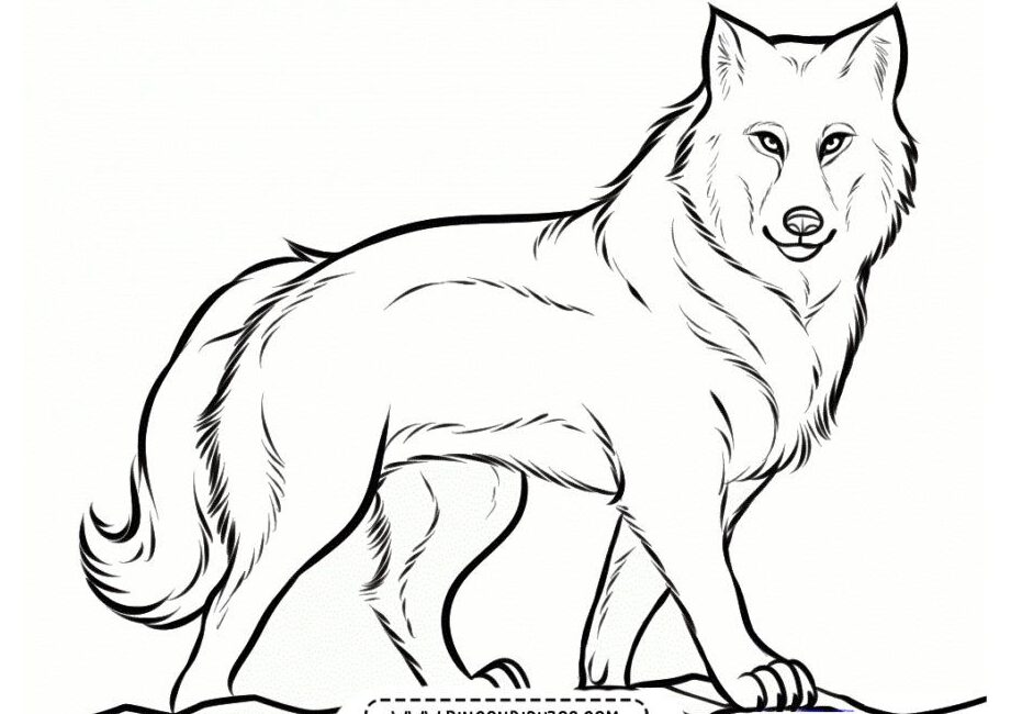 Dibujos de Lobo para imprimir y colorear